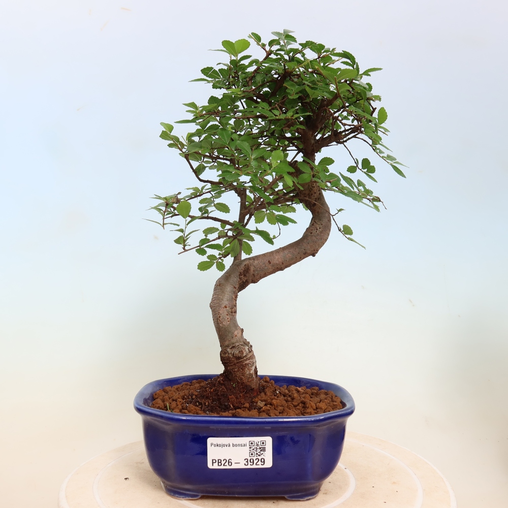 Izbový bonsaj - Ulmus parvifolia - brest malolistý