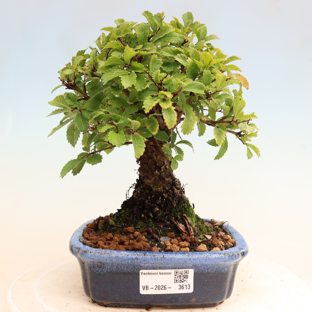 Vonkajšie bonsaje - Zelkova - Zelkova NIRE