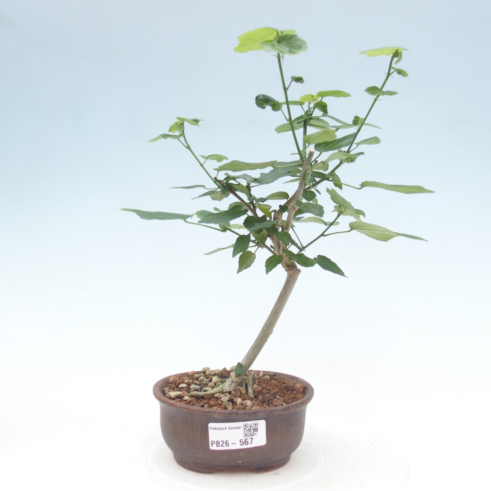 Izbový bonsaj - Malvaviscus arboreus