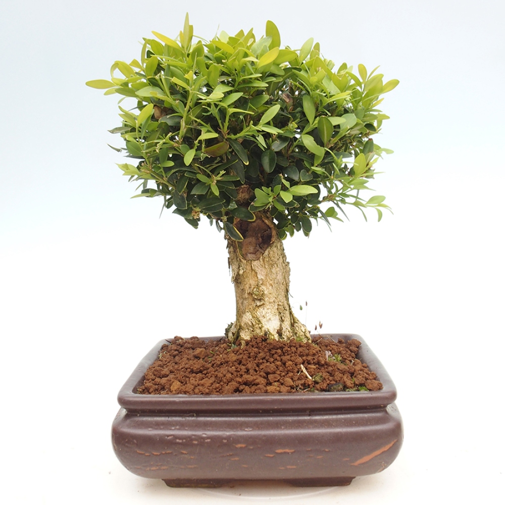 Vonkajšie bonsai - Buxus sempervirens - krušpán