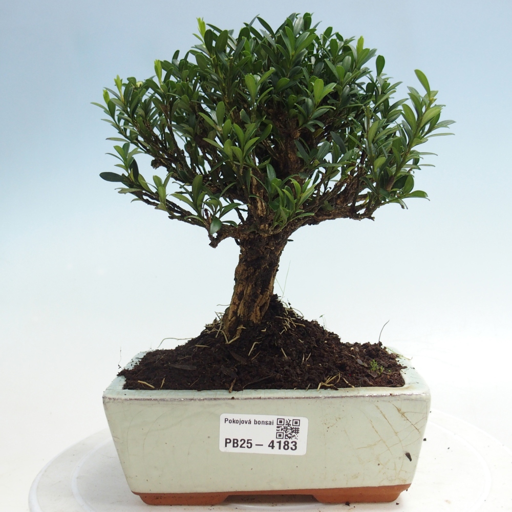 Izbové bonsaje - Buxus harlandii - korkový buxus