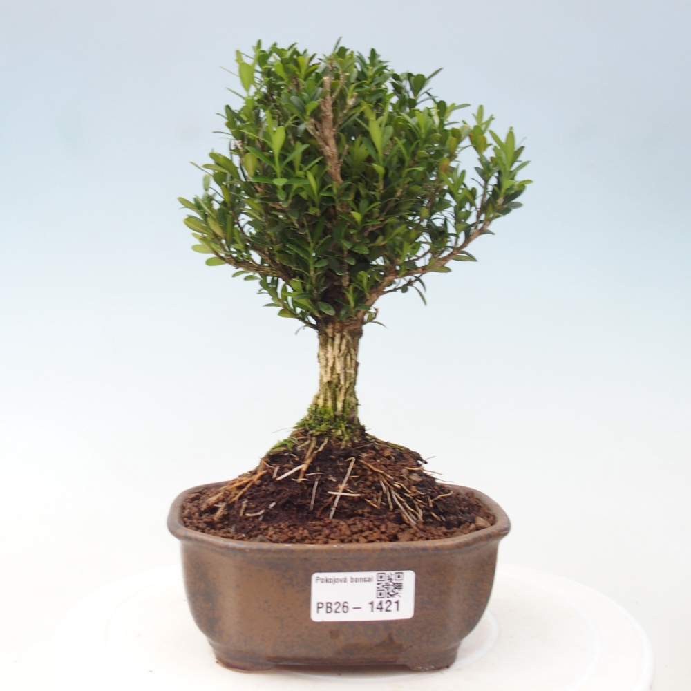 Izbová bonsai - Buxus harlandii -korkový buxus