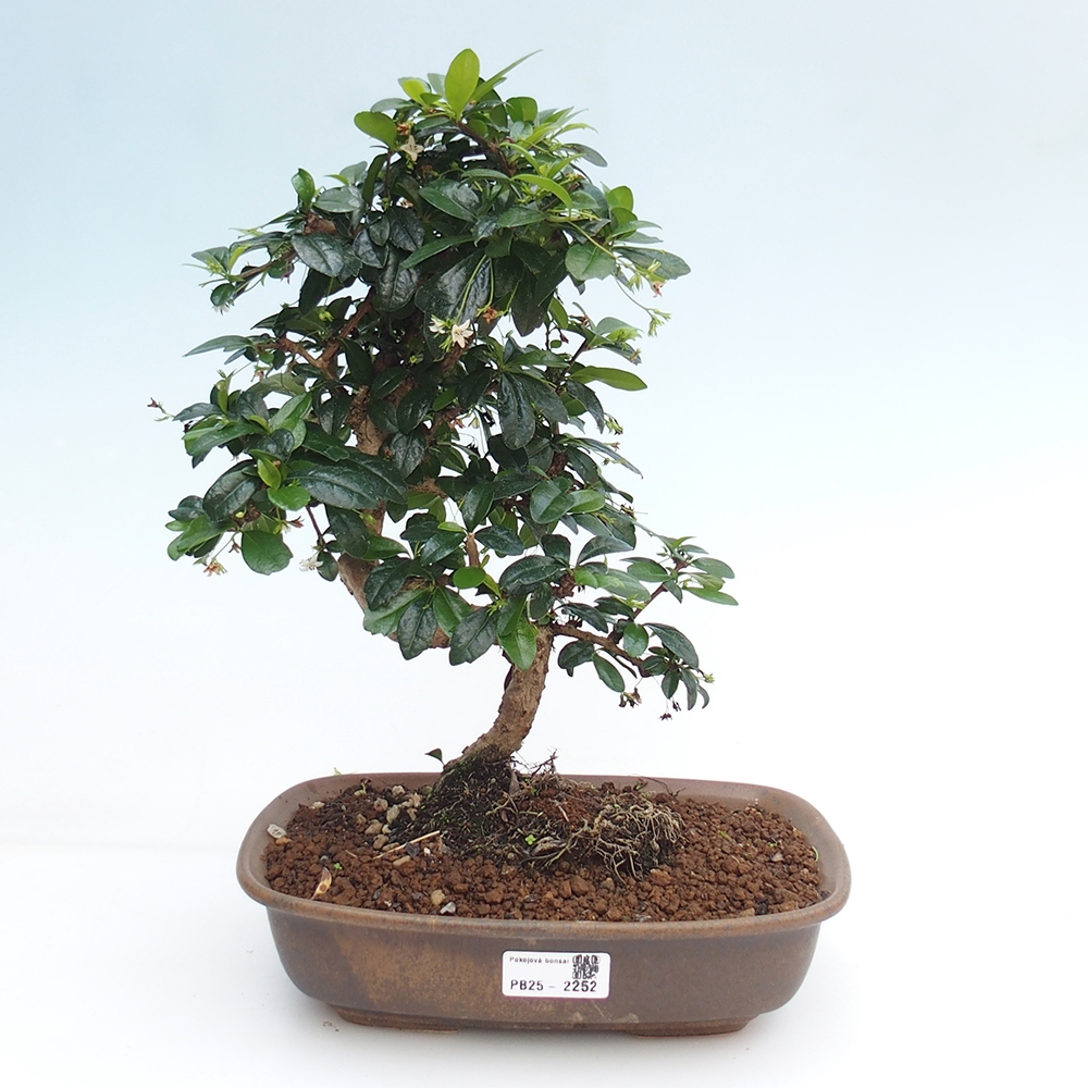 Izbová bonsai - Carmona macrophylla - Čaj fuki