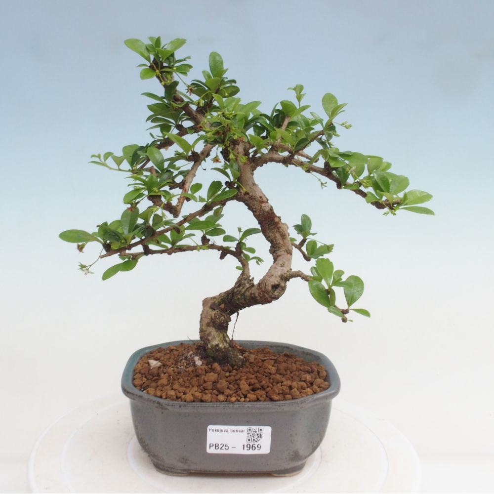Izbová bonsai - Carmona macrophylla - Čaj fuki