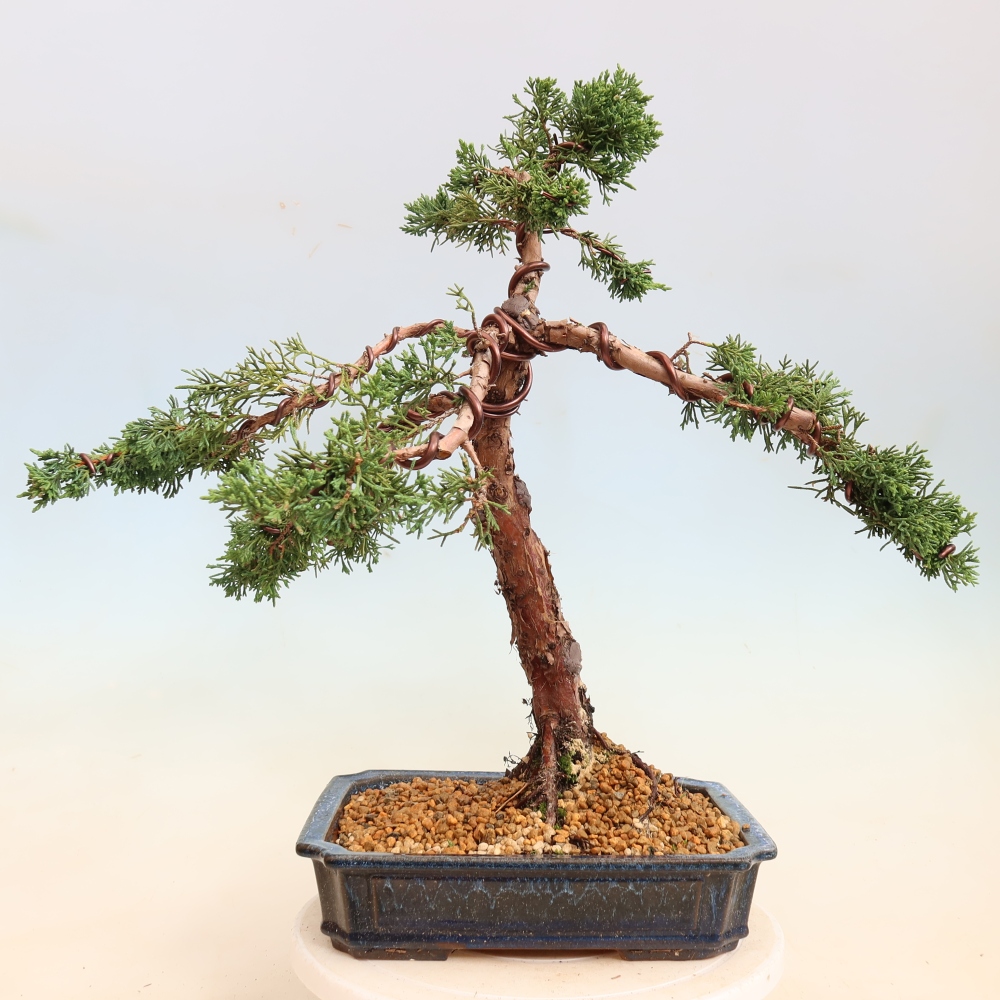 Vonkajší bonsaj - Juniperus chinensis Kishu