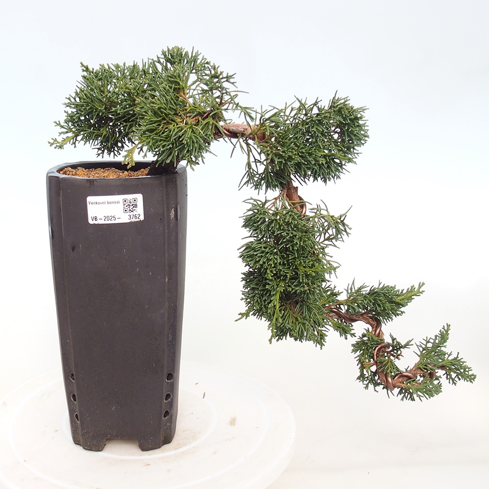 Vonkajší bonsaj - Juniperus chinensis Kishu
