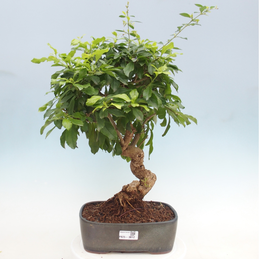 Izbové bonsaje - Duranta repens -Duranta