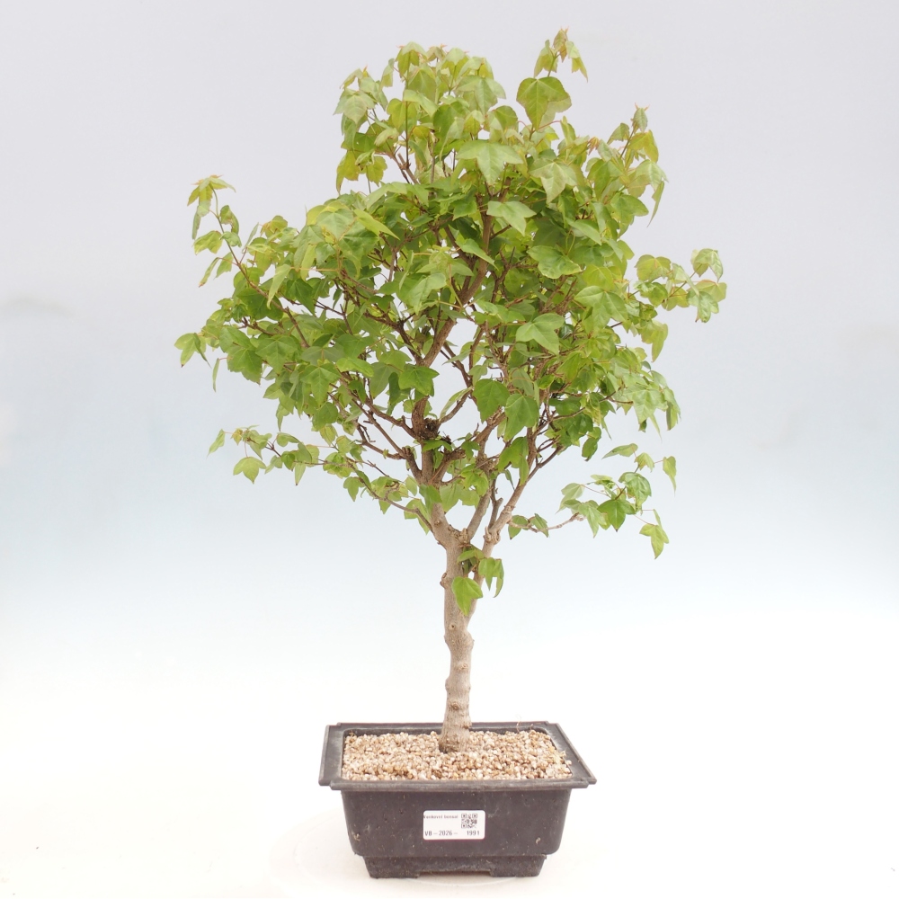 Vonkajšia bonsaj - Acer Buergerianum - Hamburgerový javor