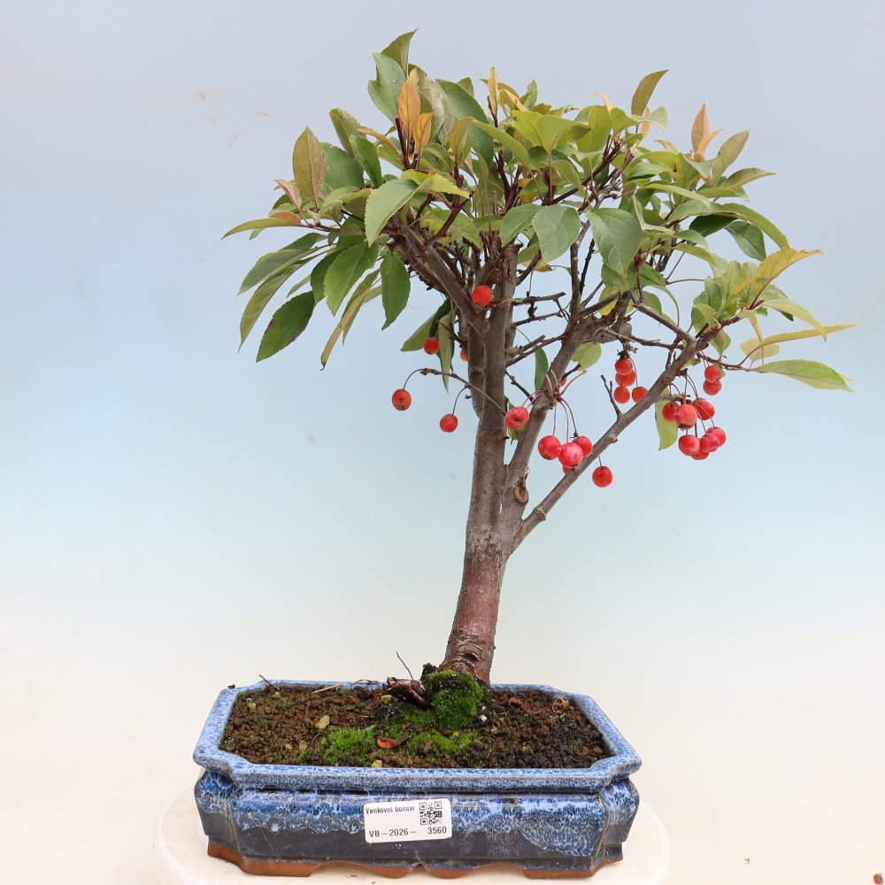 Vonkajšia bonsaj -Malus domestica - Maloplodá jabloň s červenými listami