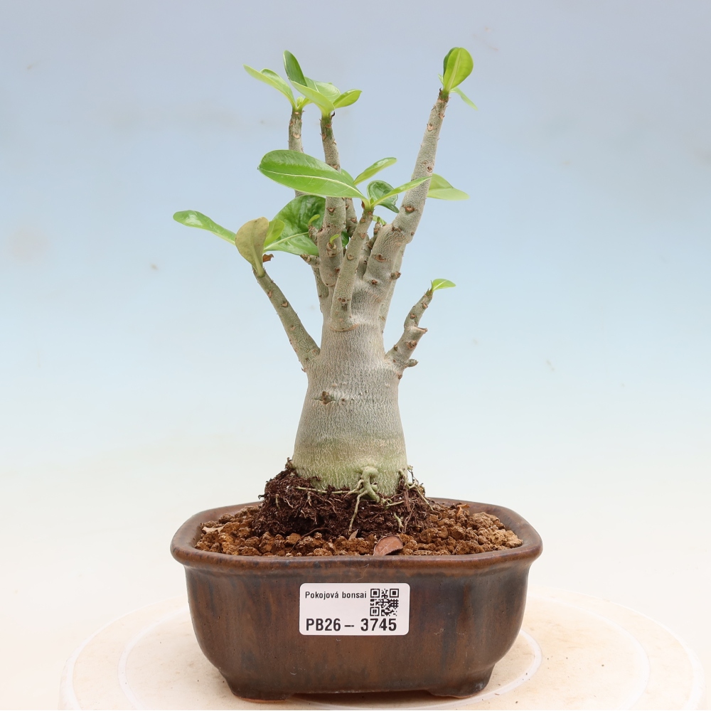 Izba bonsai – Adenium obesum Red Star – Púštna ruža