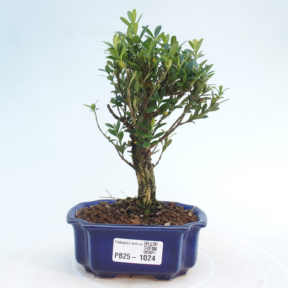 Izbová bonsai - Buxus harlandii - korkový buxus