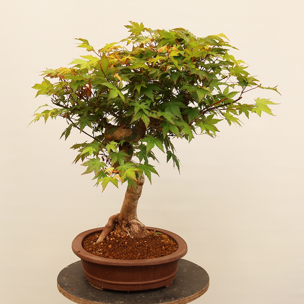 Vonkajšie bonsaje - Maple palmatum - Palmy