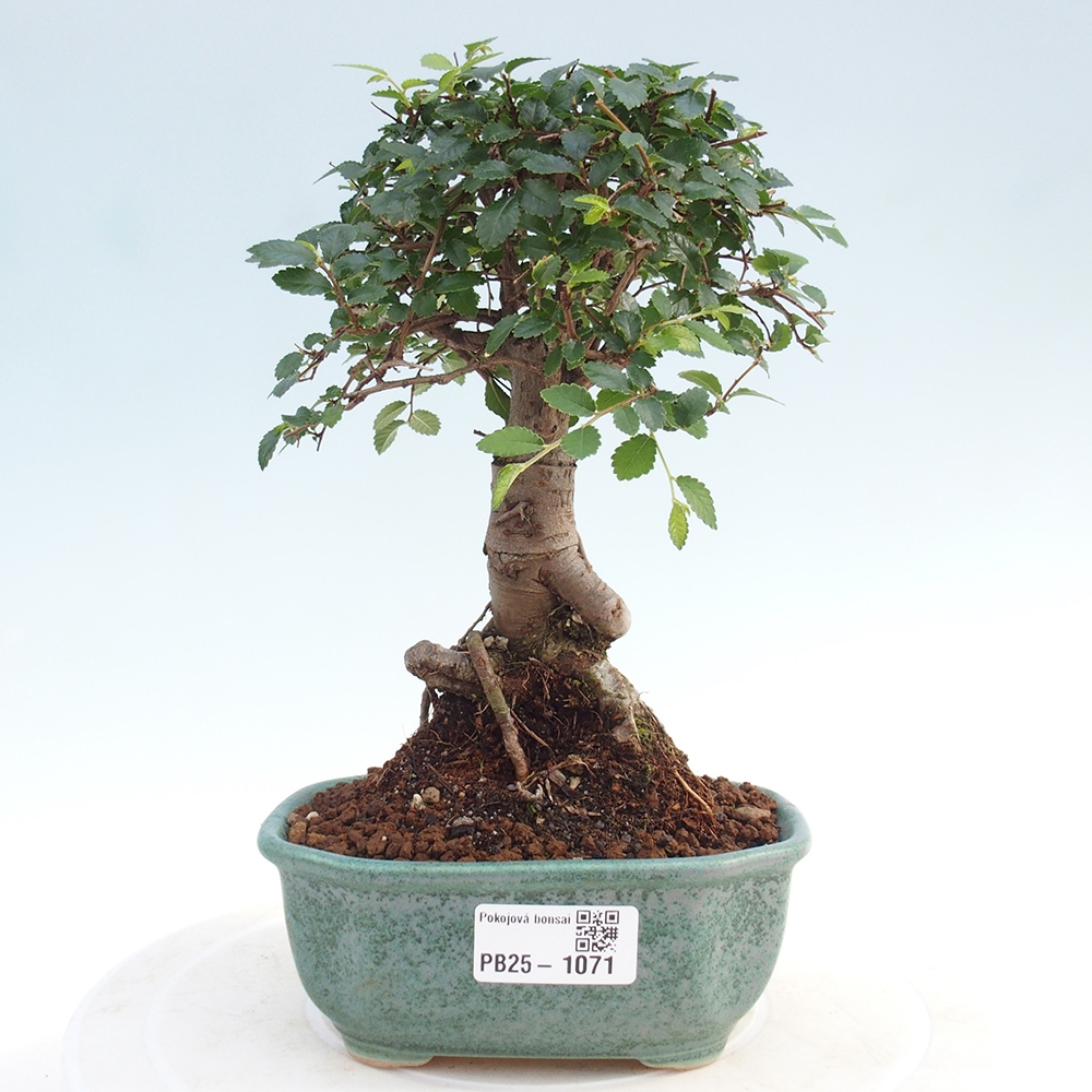 Izbová bonsai-malolistá brest 
