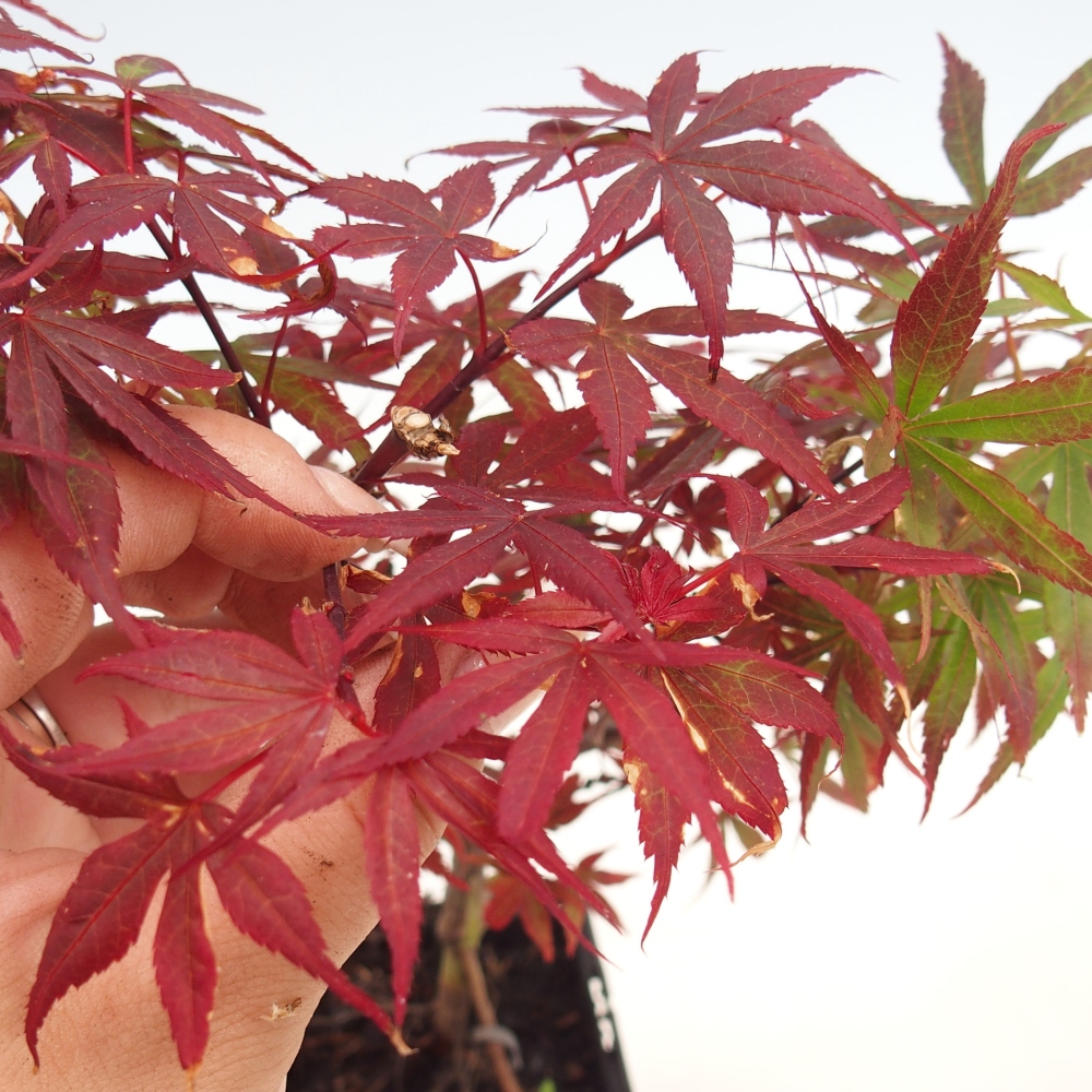 Vonkajšia bonsaj - Acer palmatum Berry Broom v kontajneri