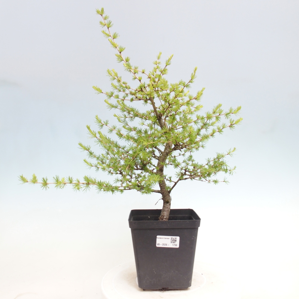 Vonkajšie bonsaje -Larix decidua - Smrekovec