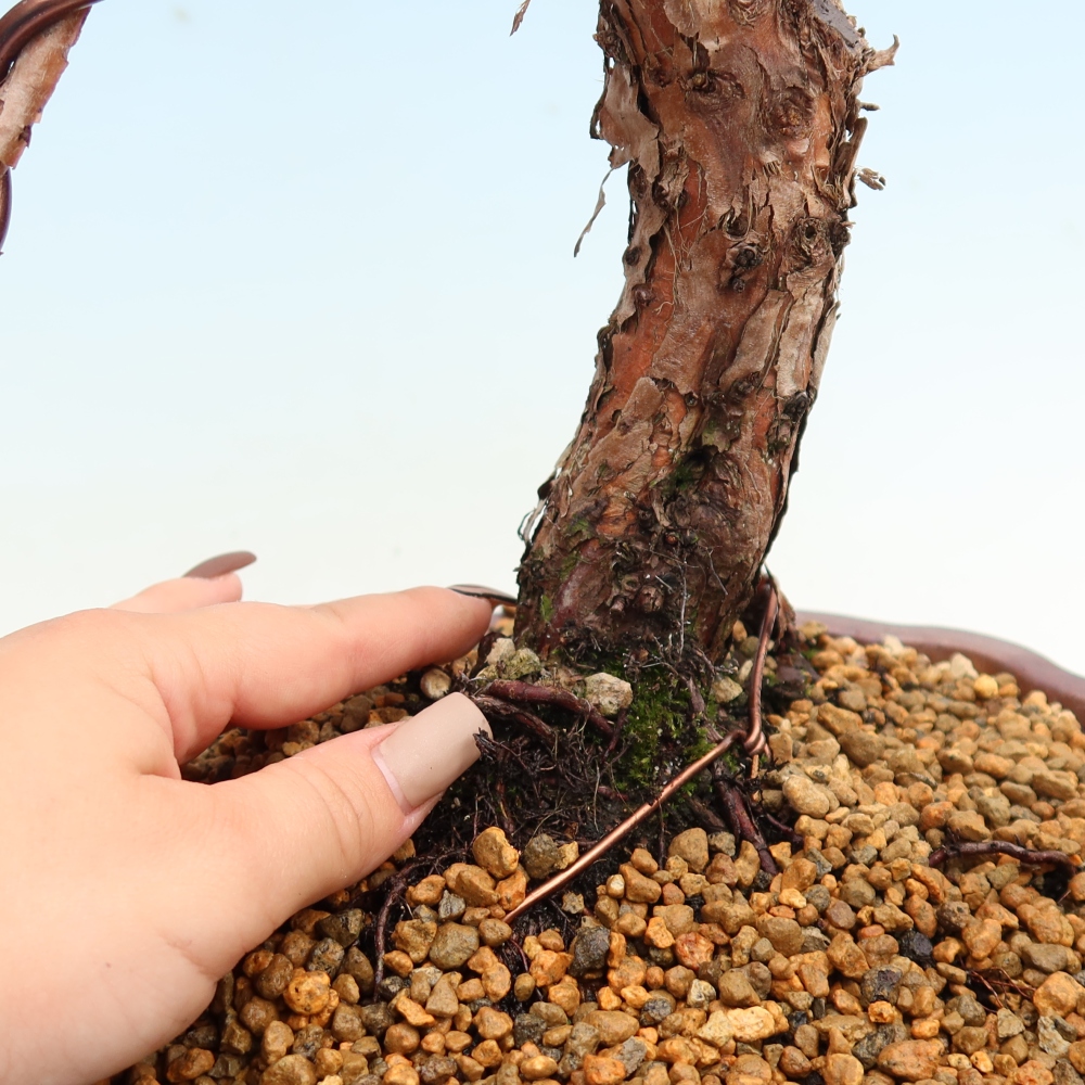 Vonkajší bonsaj - Juniperus chinensis Kishu
