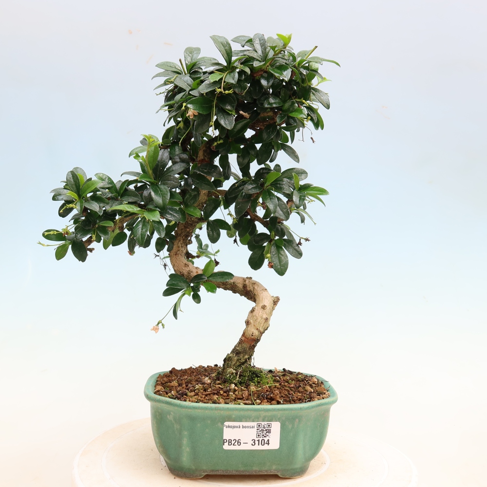 Izbové bonsaje - Carmona macrophylla - Tea fuki