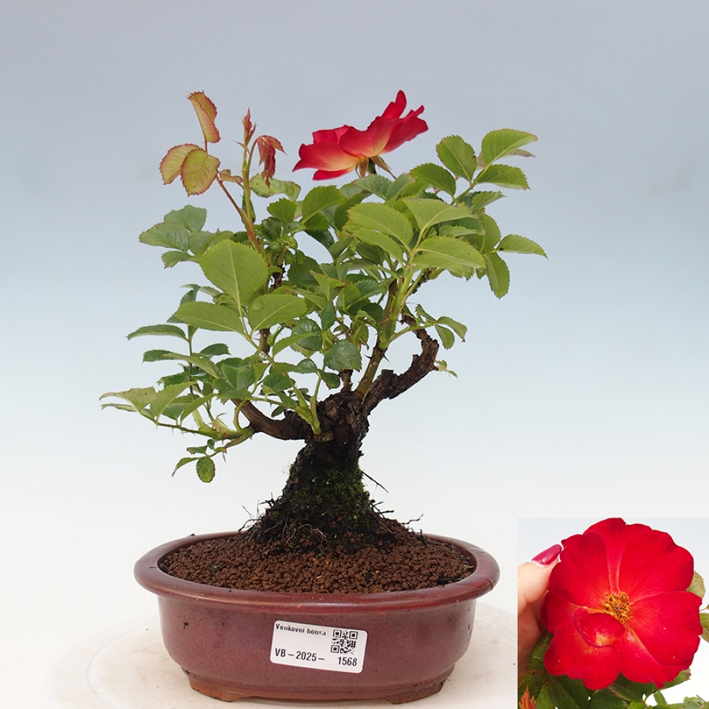 Vonkajší bonsai - Rosa Kordes - ruža