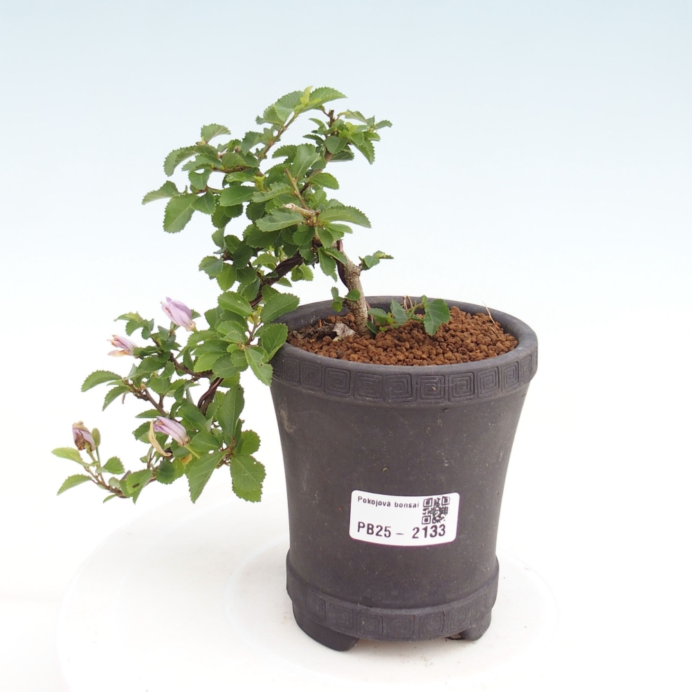 Izbová bonsai - Grewia occidentalis - Hviezdica levanduľová