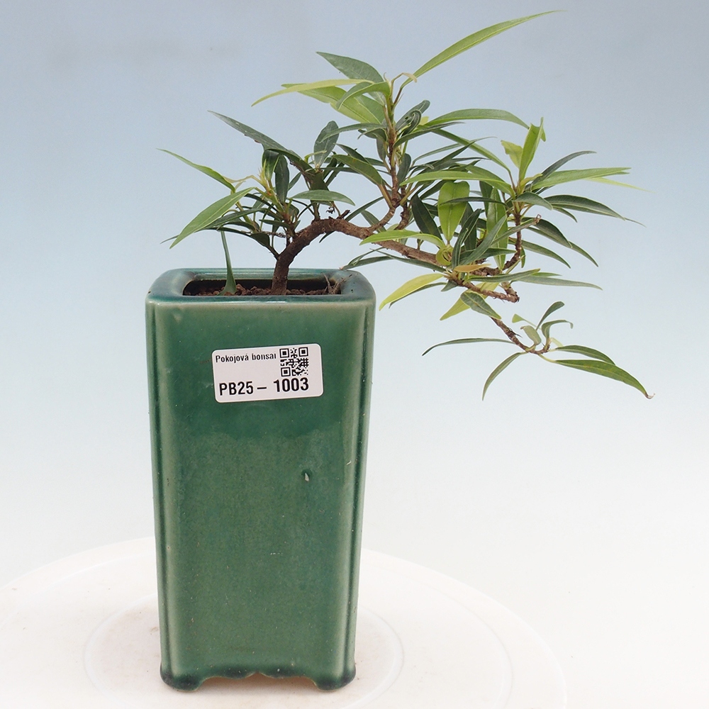 Izbová bonsai - Ficus nerifolia - malolistý fikus