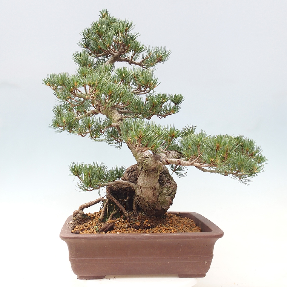 Vonkajšie bonsaje - Pinus parviflora - Pinus parviflora