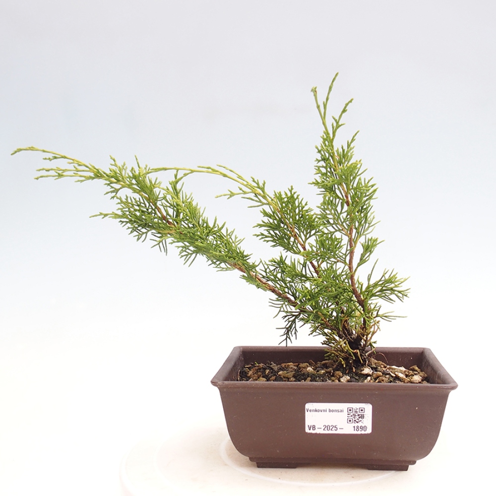 Vonkajší bonsai - Juniperus chinensis Itoigawa -Jalovec čínsky