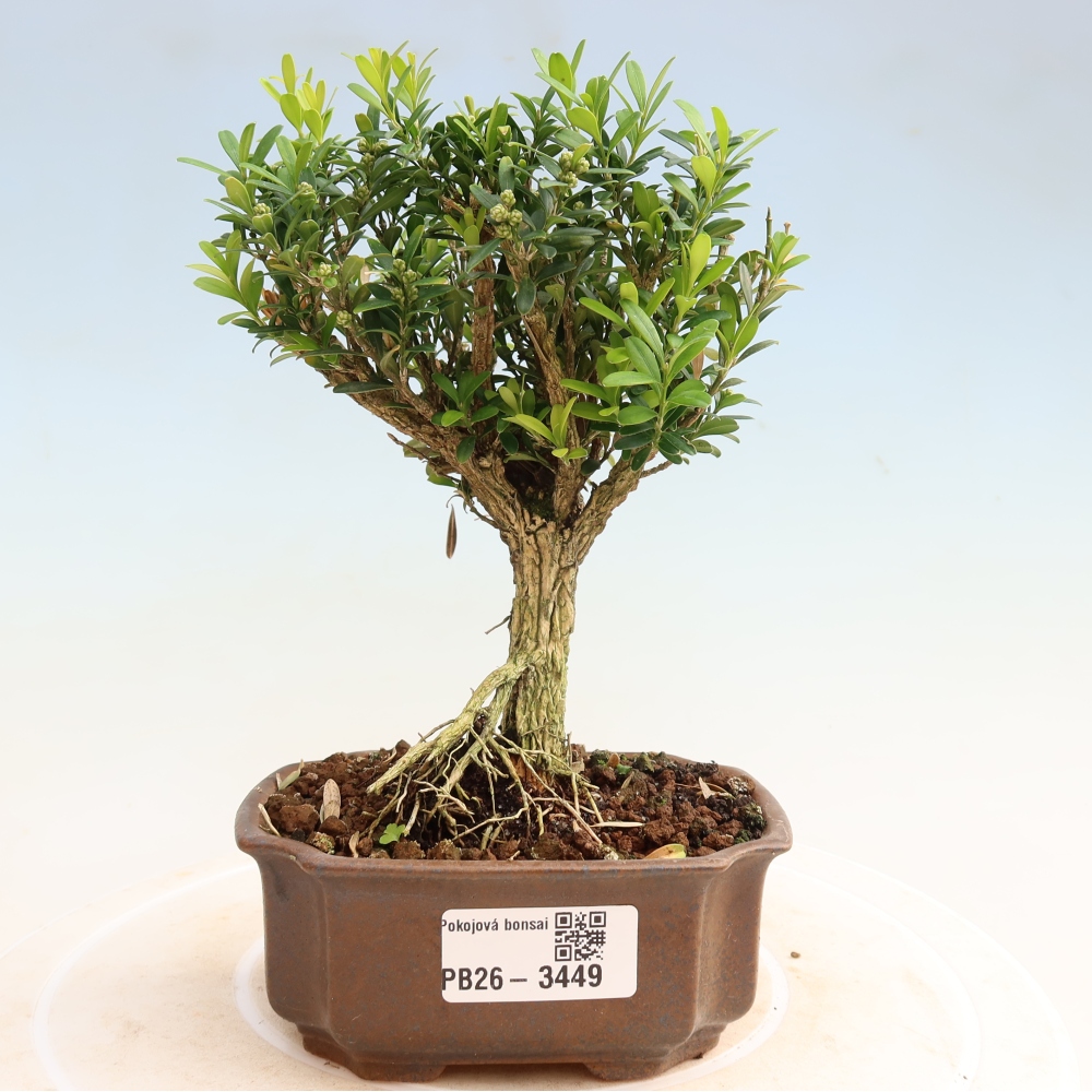 Izbové bonsaje - Buxus harlandii - korkový buxus