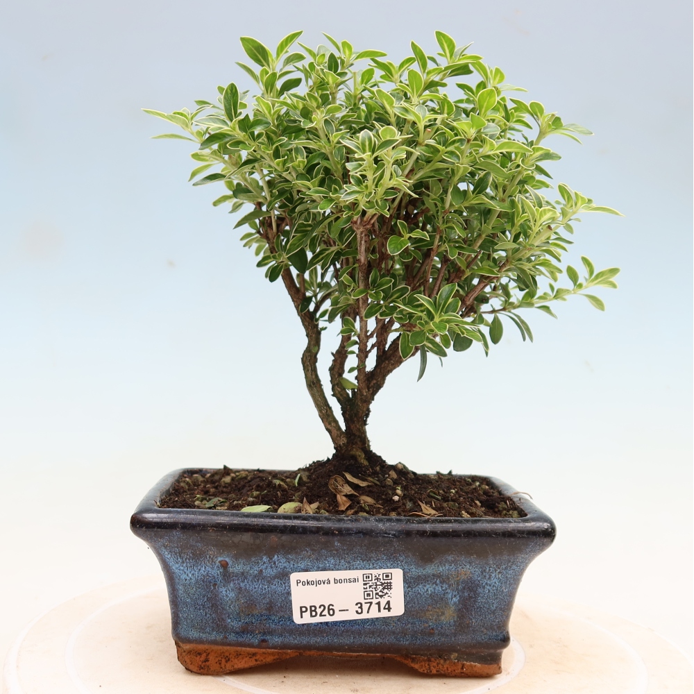 Izba bonsai – Serissa foetida Variegata – Strom tisíc hviezd
