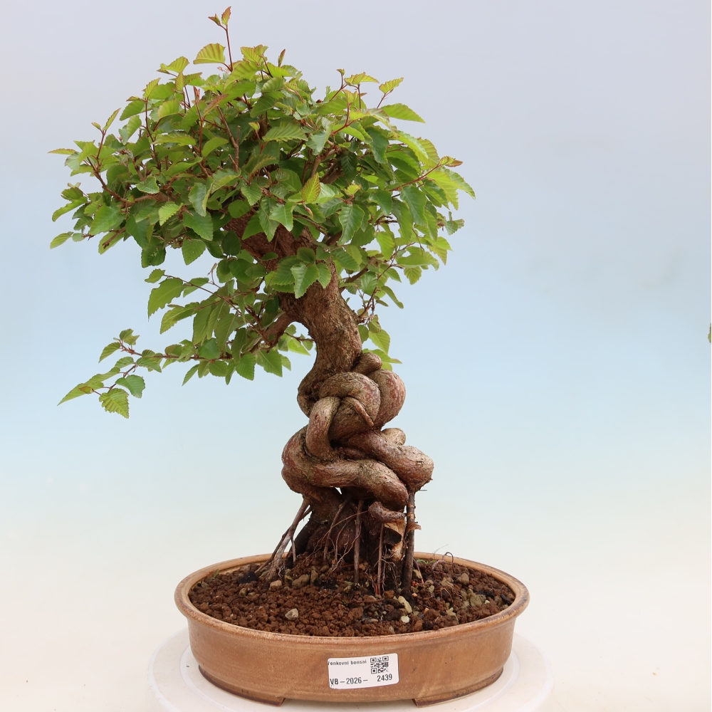 Vonkajší bonsaj -Carpinus coreana - Hrab kórejský