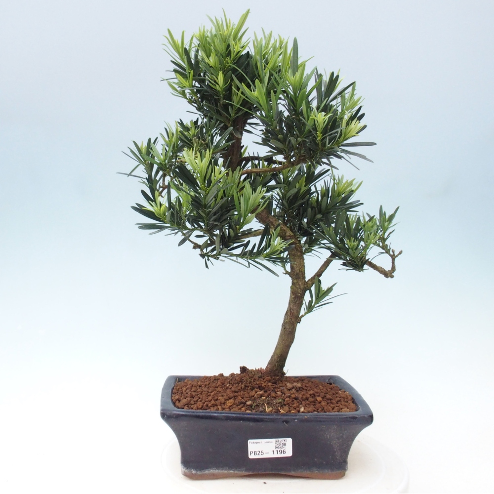 Izbová bonsai - Podocarpus - Kamenný tis