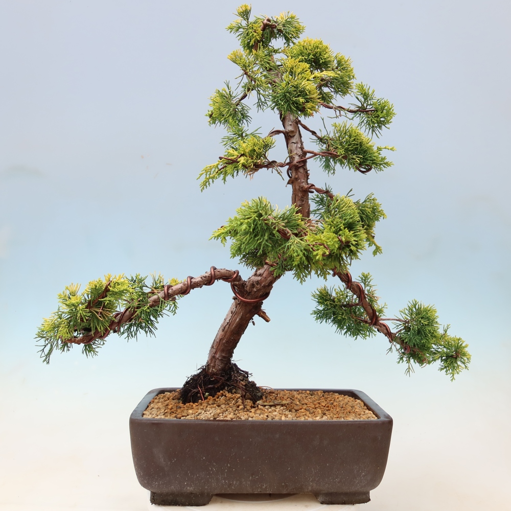 Vonkajší bonsai – Juniperus chinensis  aurea – čínsky zlatý jalovec