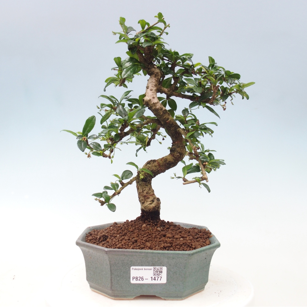Izbové bonsaje - Carmona macrophylla - Tea fuki