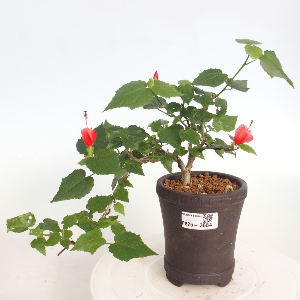 Izbový bonsaj - Malvaviscus arboreus