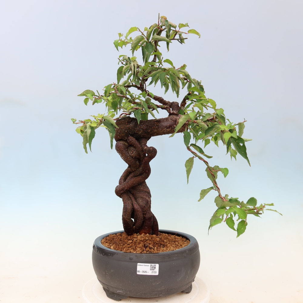 Vonkajšie bonsaje – Japonská marhuľa – Prunus Mume