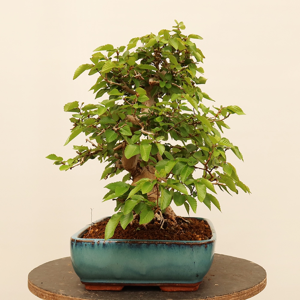 Vonkajší bonsai -Carpinus Coreana - Hrab kórejský