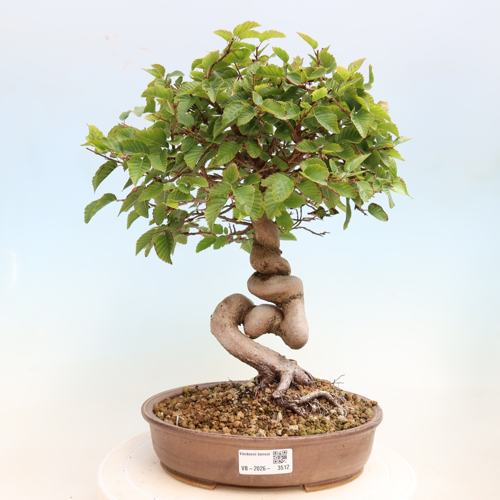 Vonkajšie bonsaje -Carpinus CARPINOIDES - Hrab kórejský