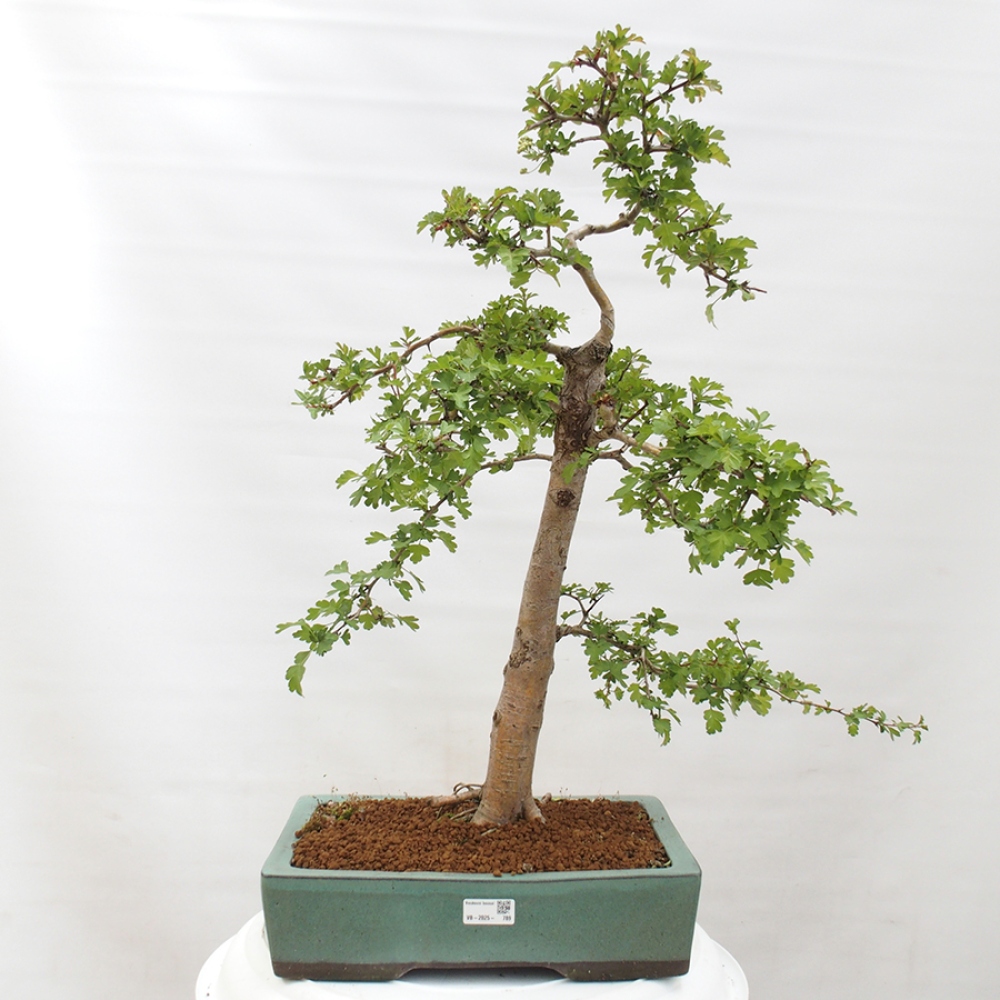 Vonkajší bonsai - Hloh - Crataegus monogyna
