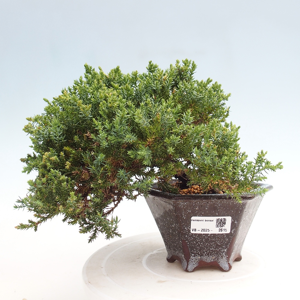 Vonkajší bonsai - Juniperus procumbens - Borievka polehavá