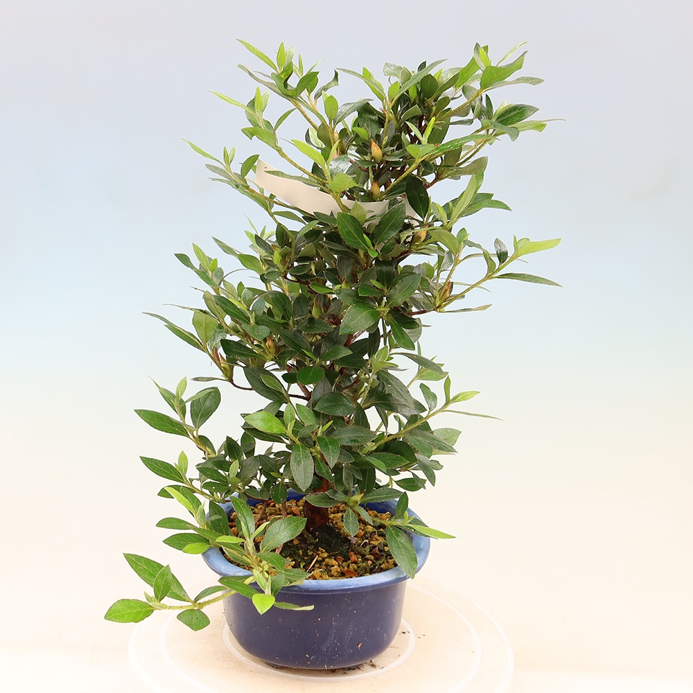 Vonkajšie bonsaje - Japonské azalky - Azalea Shinsei