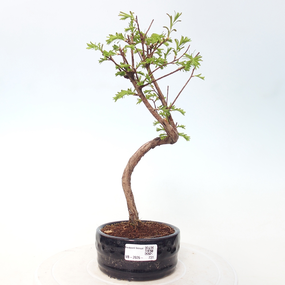 Vonkajšie bonsaje - Metasequoia glyptostroboides - čínska metasekvoja