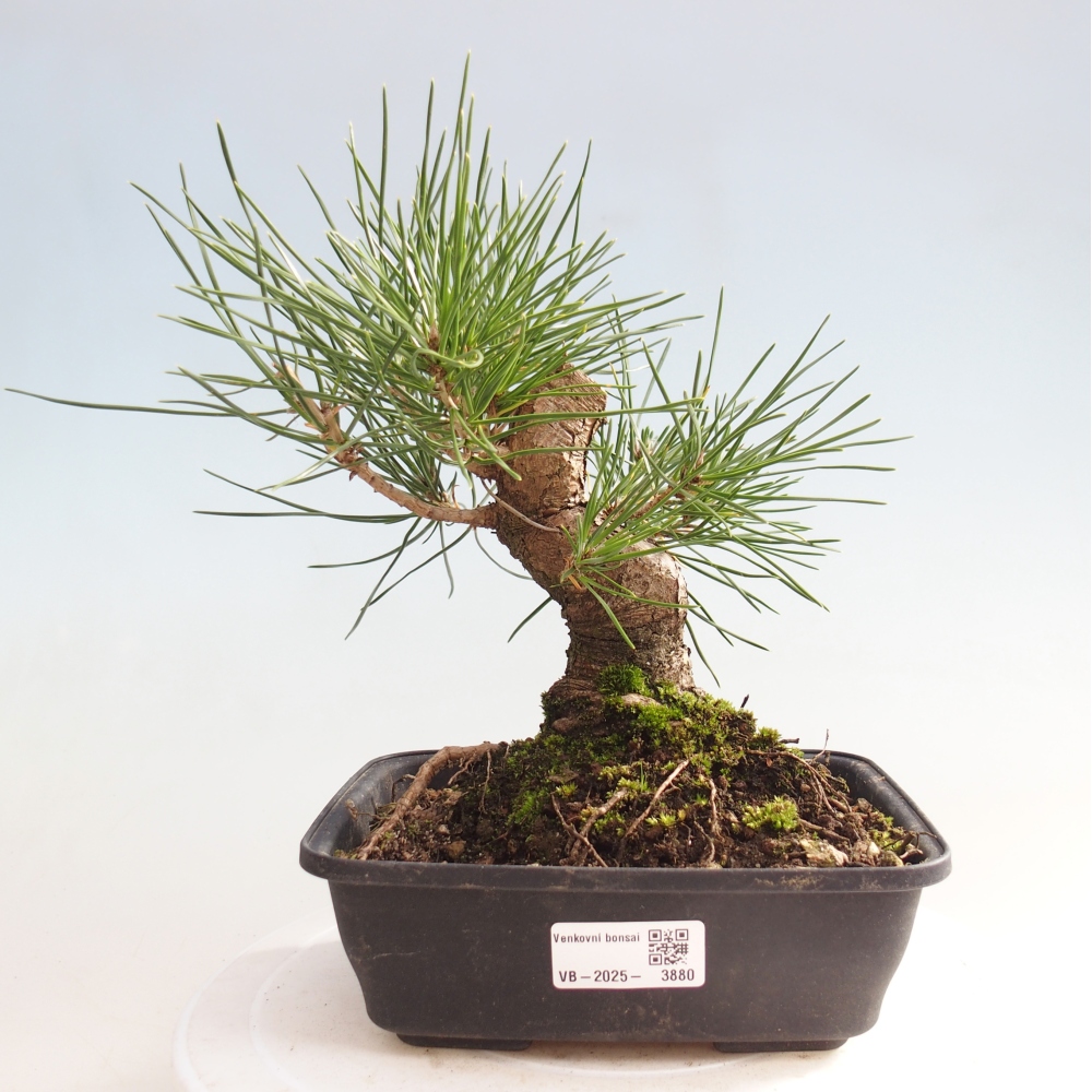 Vonkajšie bonsaje - Pinus thunbergii - borovica Thunbergova
