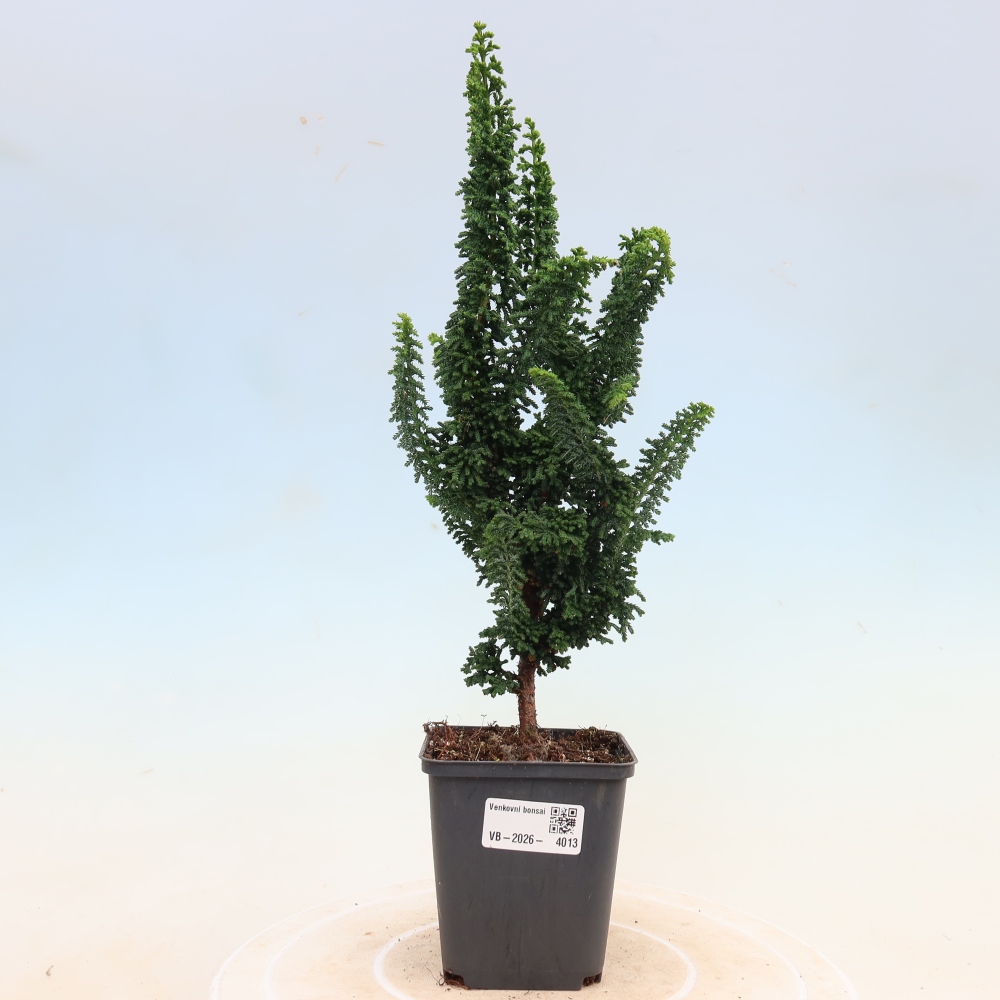 Vonkajší bonsaj - Cham. obtusa SEKKA HINOKI - Cypruštek
