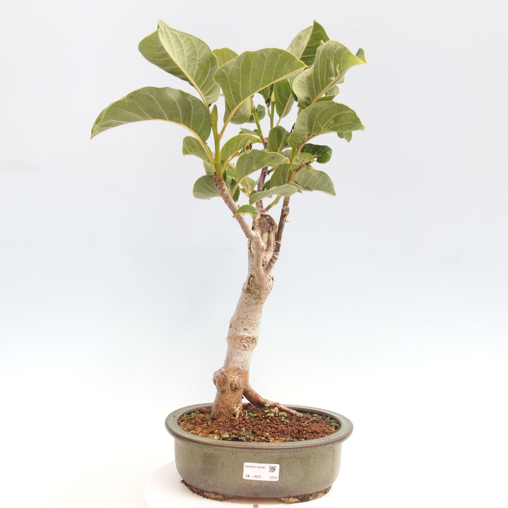 Vonkajší bonsai - Magnolia Black Tulip - Magnólia