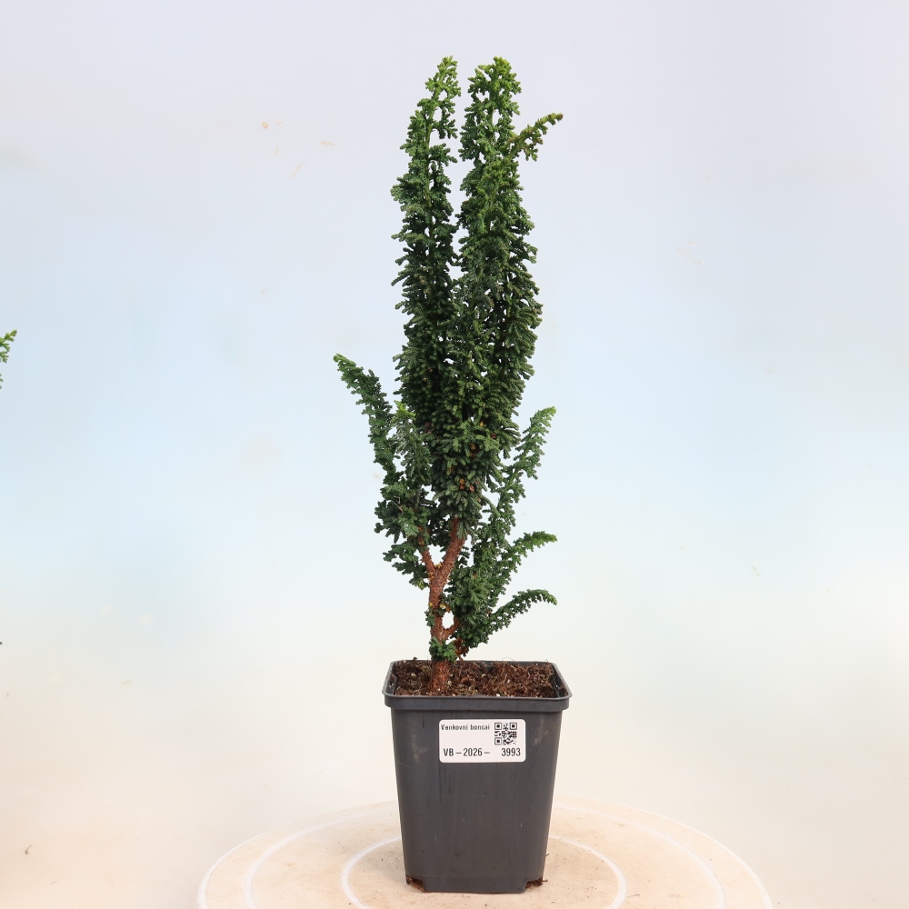 Vonkajší bonsaj - Cham. obtusa SEKKA HINOKI - Cypruštek
