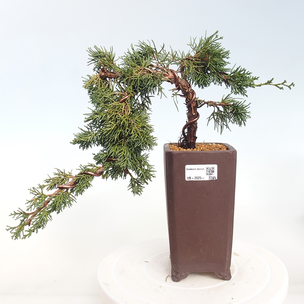 Vonkajší bonsaj - Juniperus chinensis Kishu