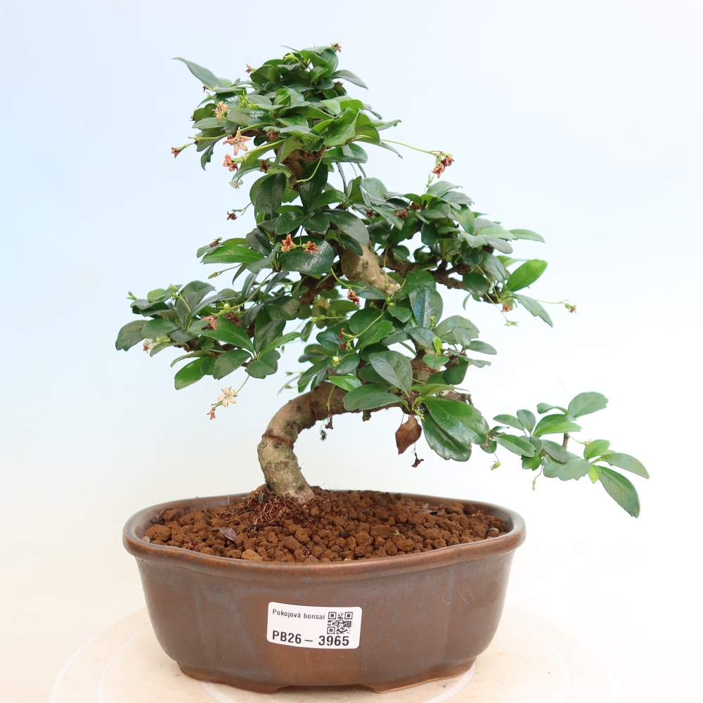 Izbové bonsaje - Carmona macrophylla - Tea fuki