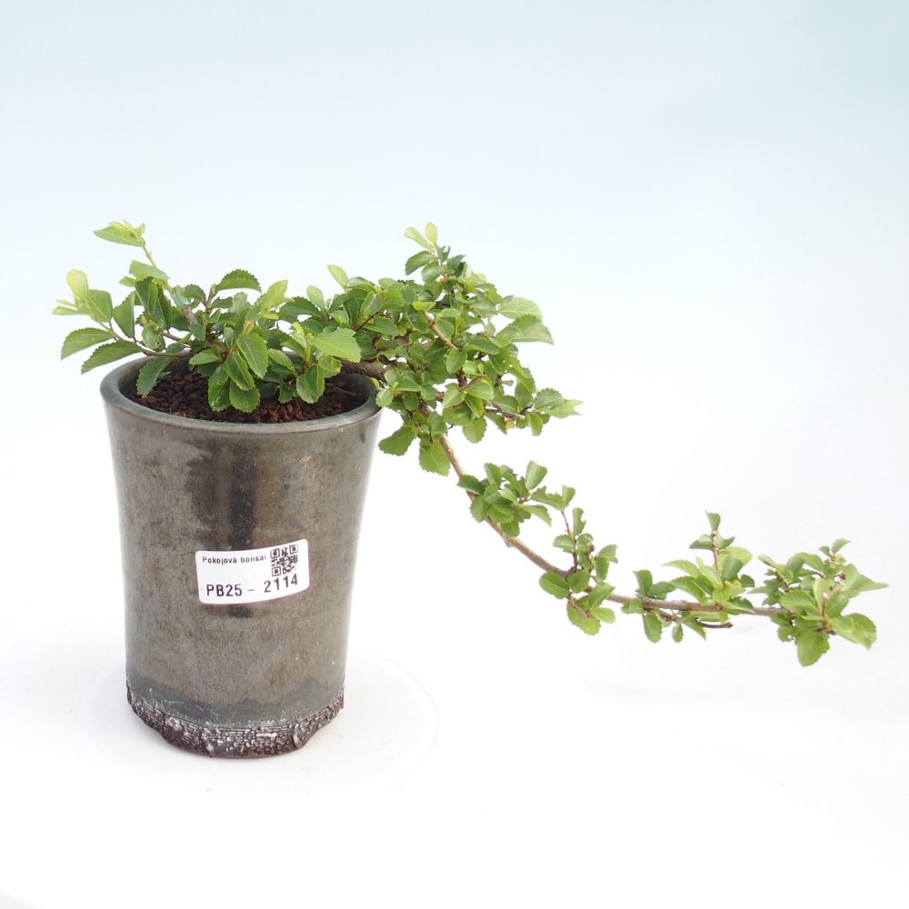 Izbová bonsai - Grewia occidentalis - Hviezdica levanduľová