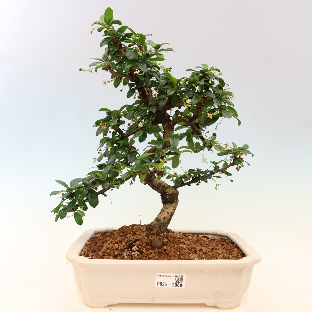 Izbové bonsaje - Carmona macrophylla - Tea fuki