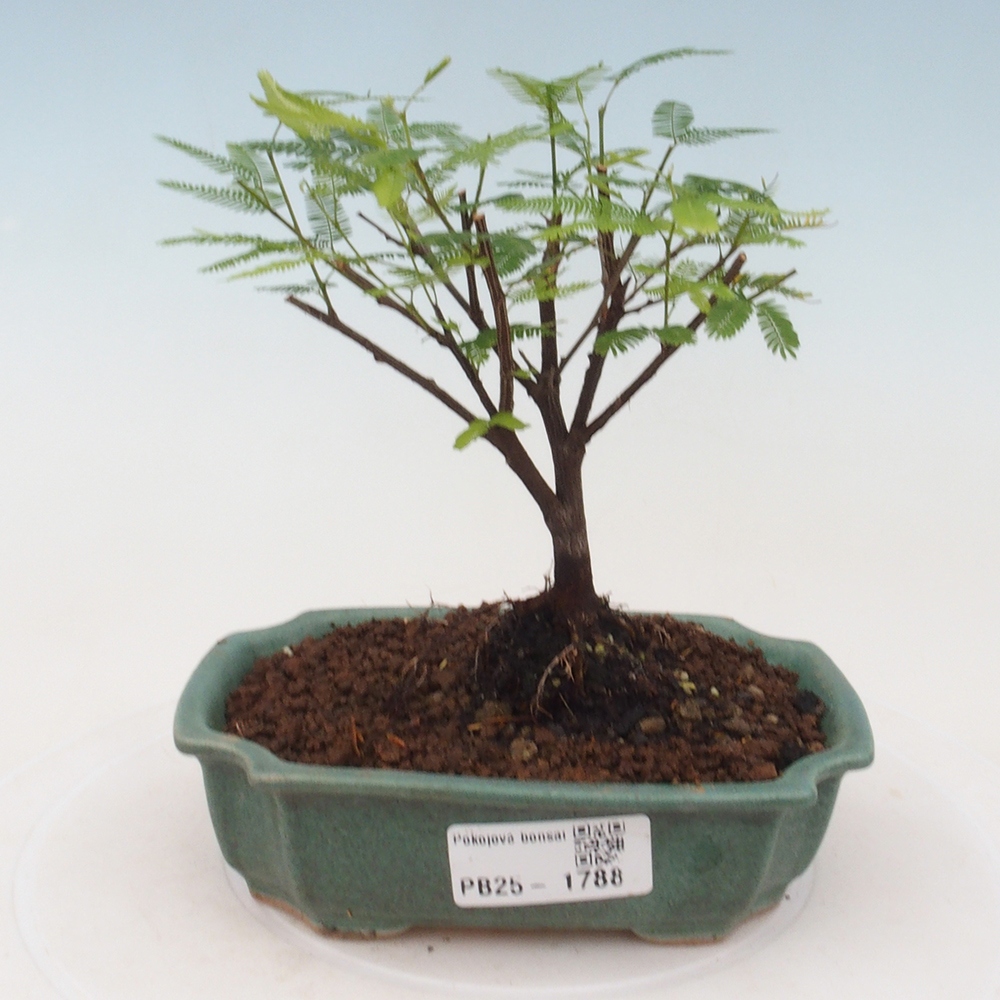 Izbová bonsai-Calliandra surinamensis Dixie Pink-Kaliandra Suriámska