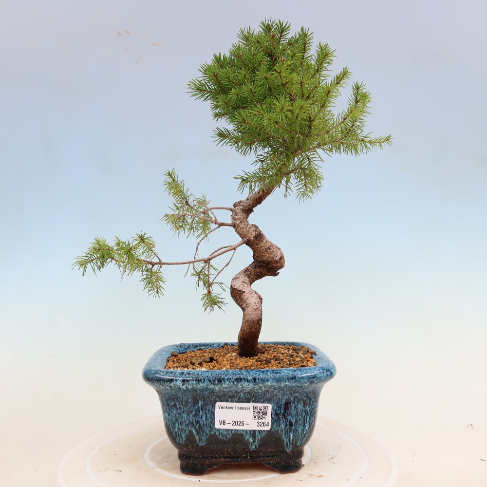 Vonkajší bonsai – Smrek sivý – Picea glauca globe